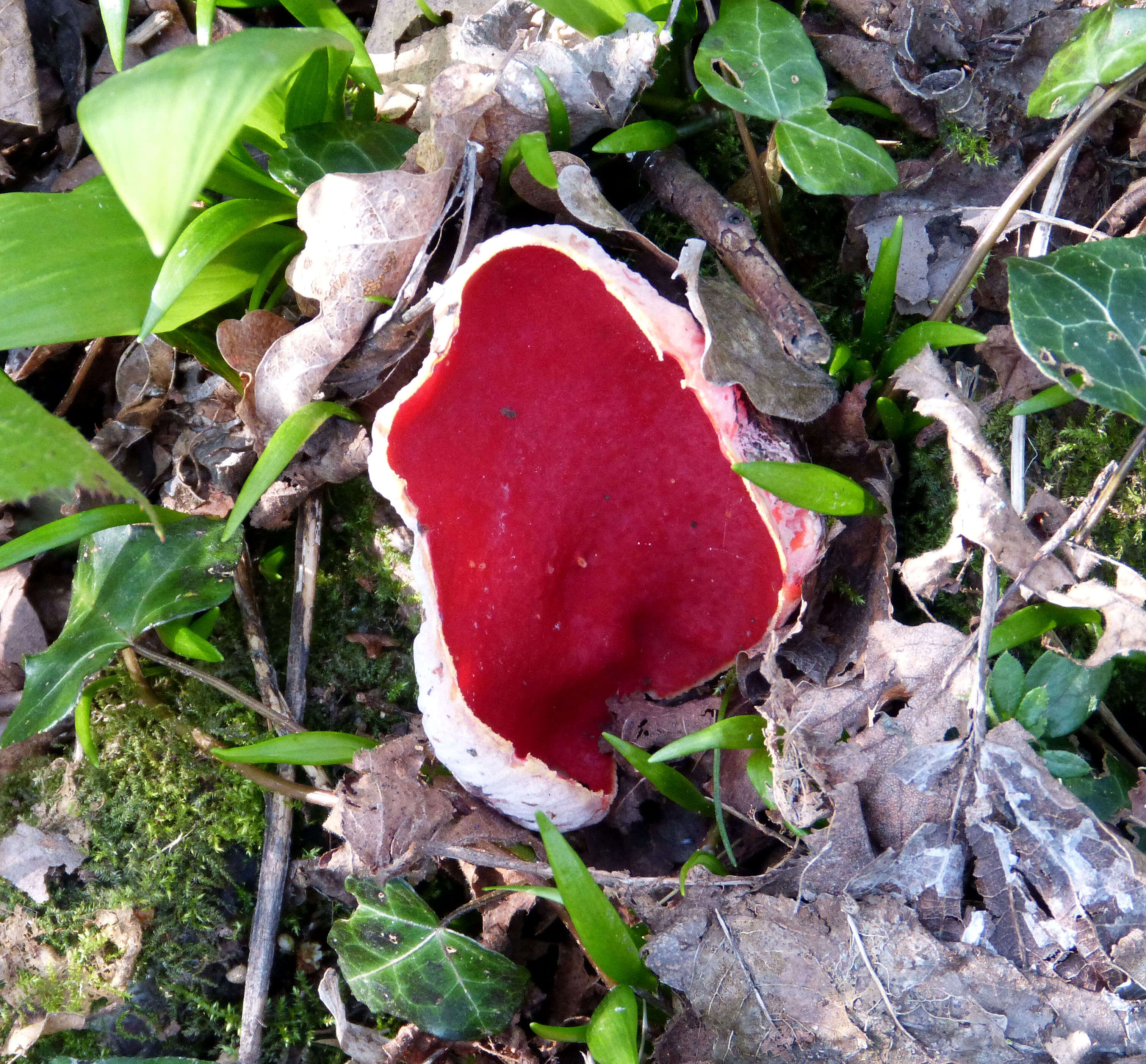 Sarcoscypha coccinea (Gray) Boud. 1885的圖片