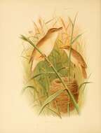 Image de Acrocephalus Naumann, JA, Naumann & JF 1811