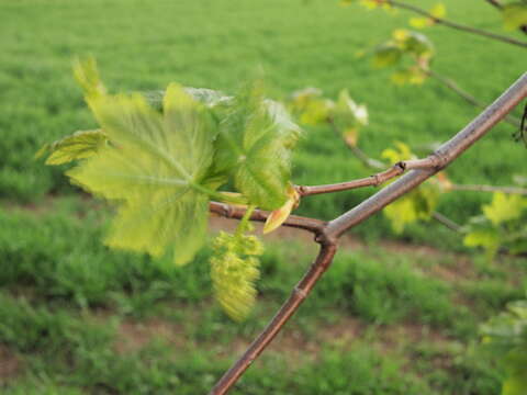 Imagem de Acer pseudoplatanus L.