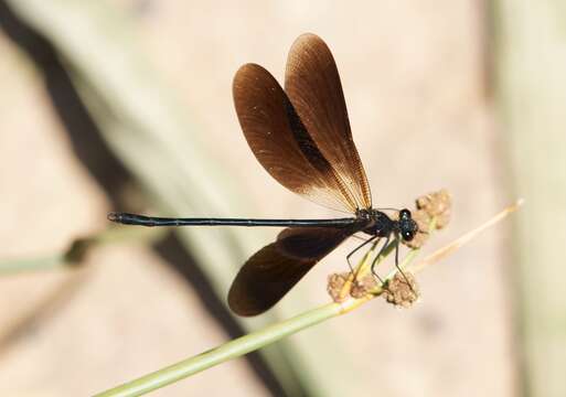 Image of Copper Demoiselle