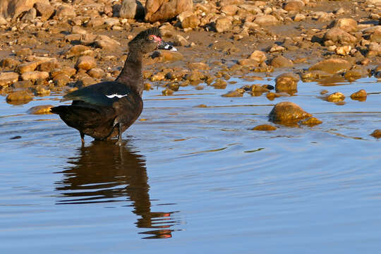 Image of Cairina Fleming & J 1822