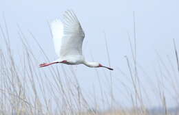 Image of Platalea Linnaeus 1758