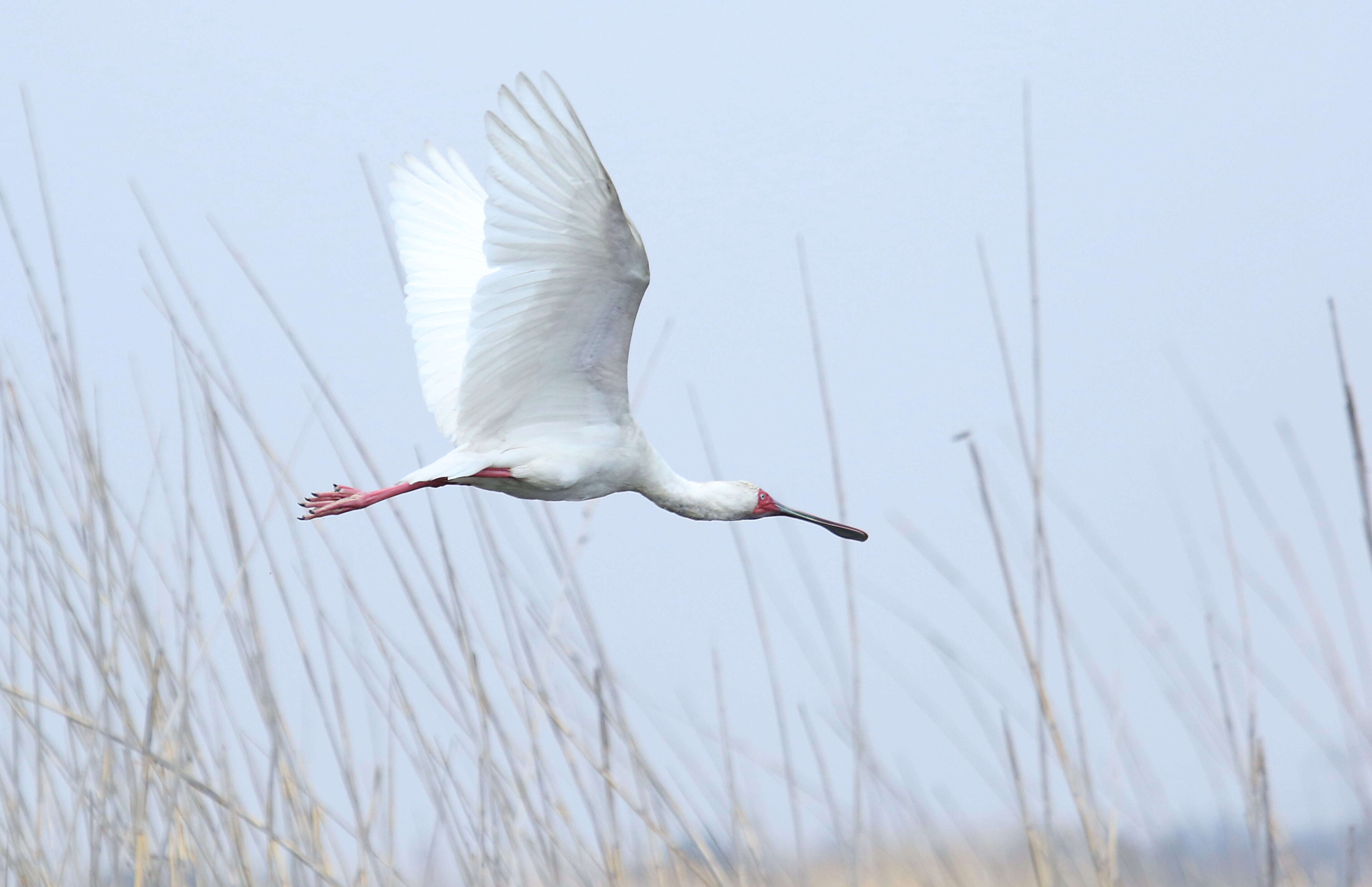 Image of Platalea Linnaeus 1758