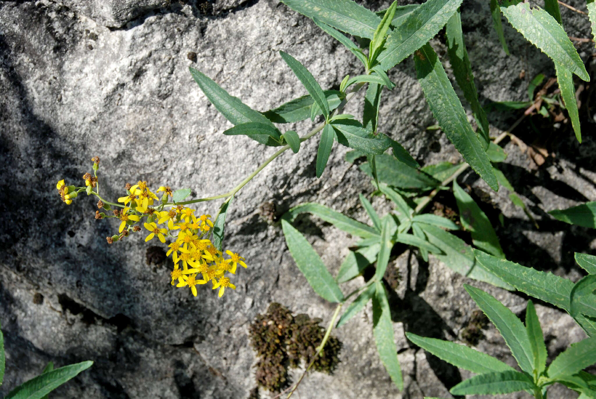 Image of fireweed groundsel