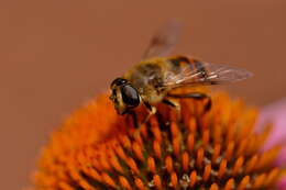 Image of Eristalis