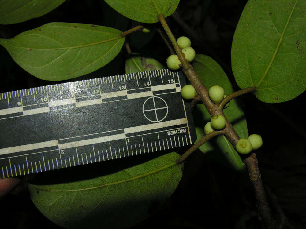 Image of Ficus colubrinae Standl.