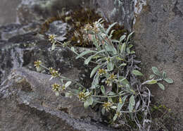 Image of Euchiton umbricola (Willis) A. A. Anderberg