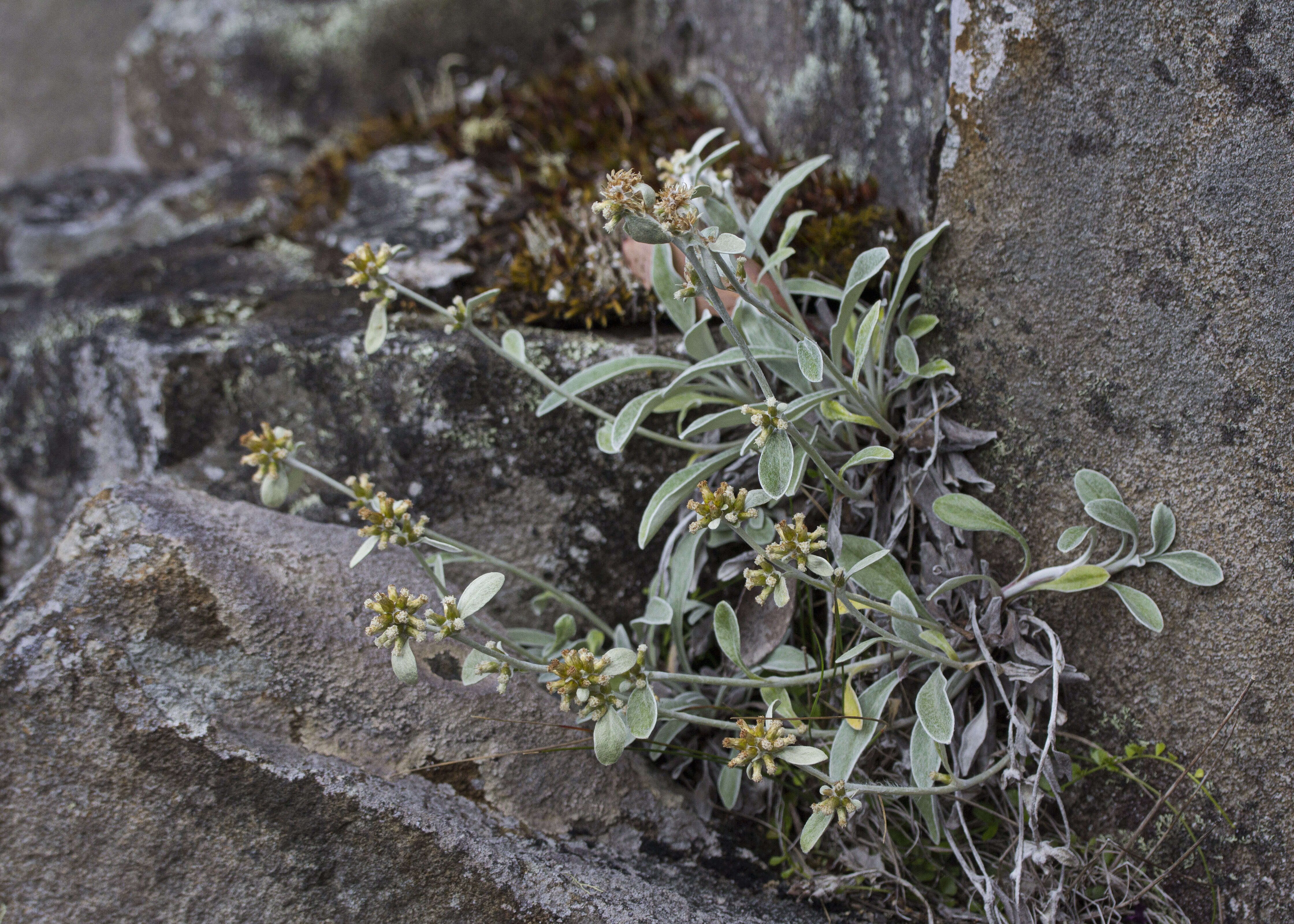 Image of Euchiton umbricola (Willis) A. A. Anderberg