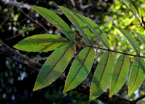 Image of Zanthoxylum rhoifolium Lam.