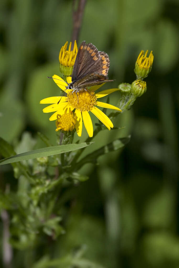 Image of brown argus