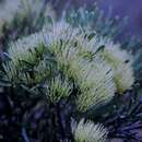 Image of Hakea corymbosa R. Br.