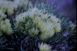 Image of Hakea corymbosa R. Br.