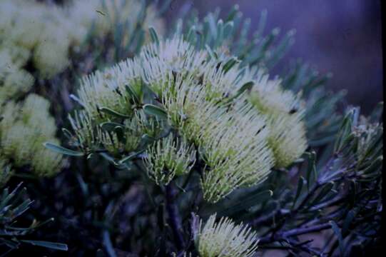 Imagem de Hakea corymbosa R. Br.