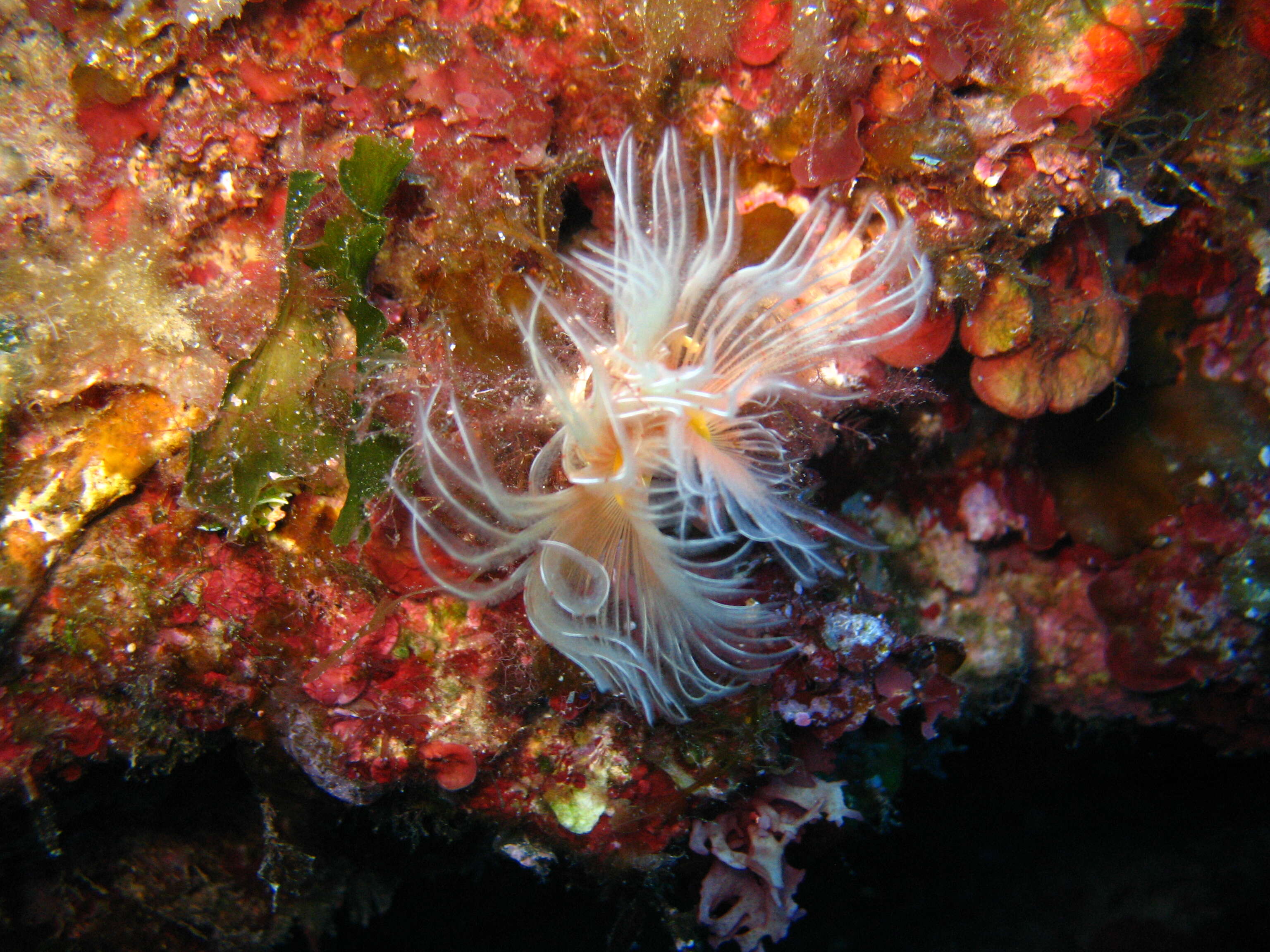 Image of calcareous tubeworms