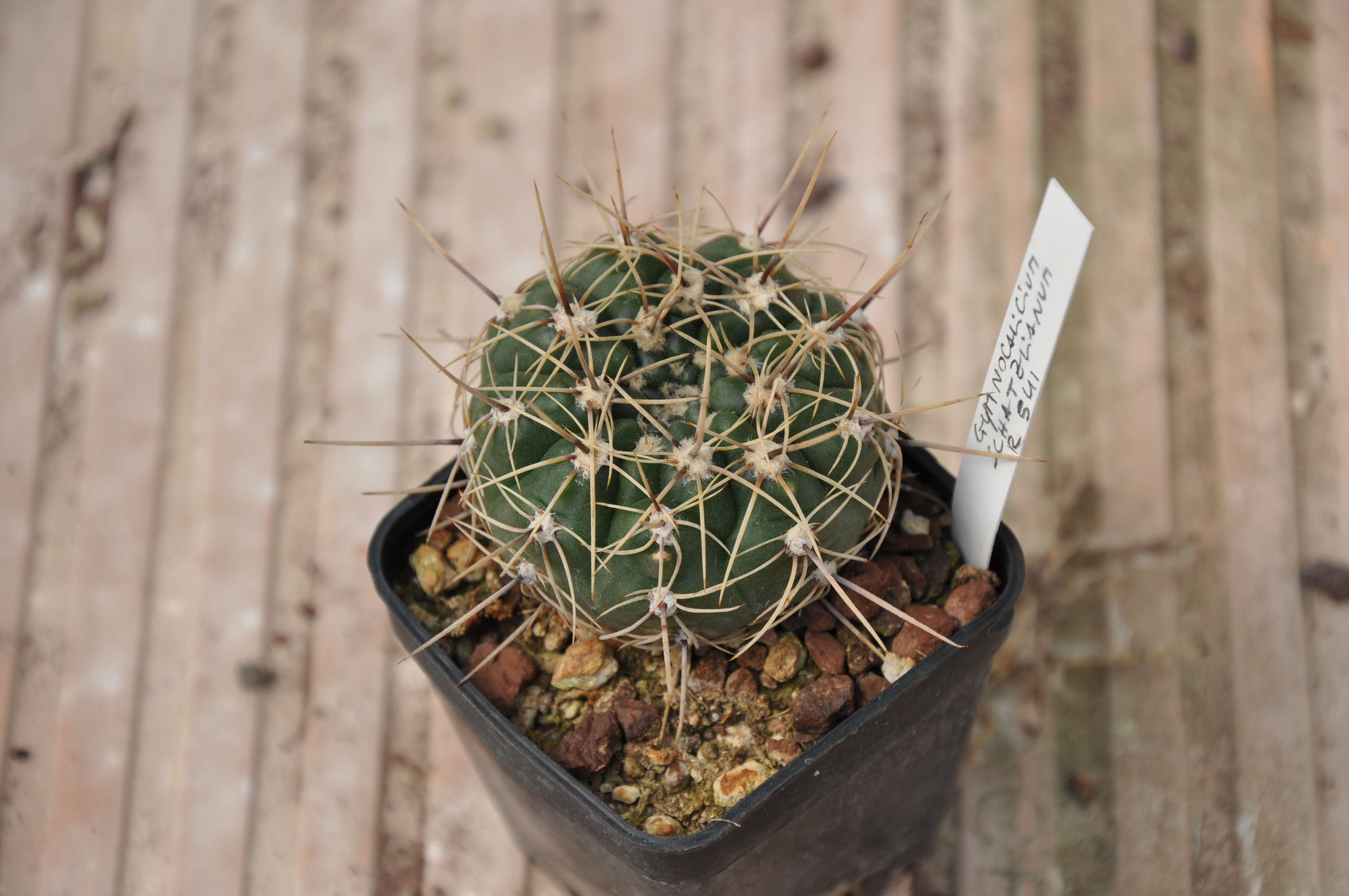 Image of Cactaceae