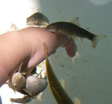 Image of Doctor Fish