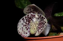 صورة Paphiopedilum bellatulum (Rchb. fil.) Stein