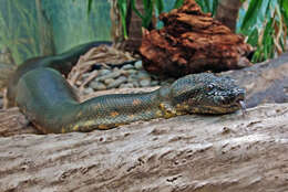 Image of Green anaconda