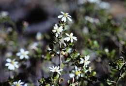 Image of Dusky Daisy-bush