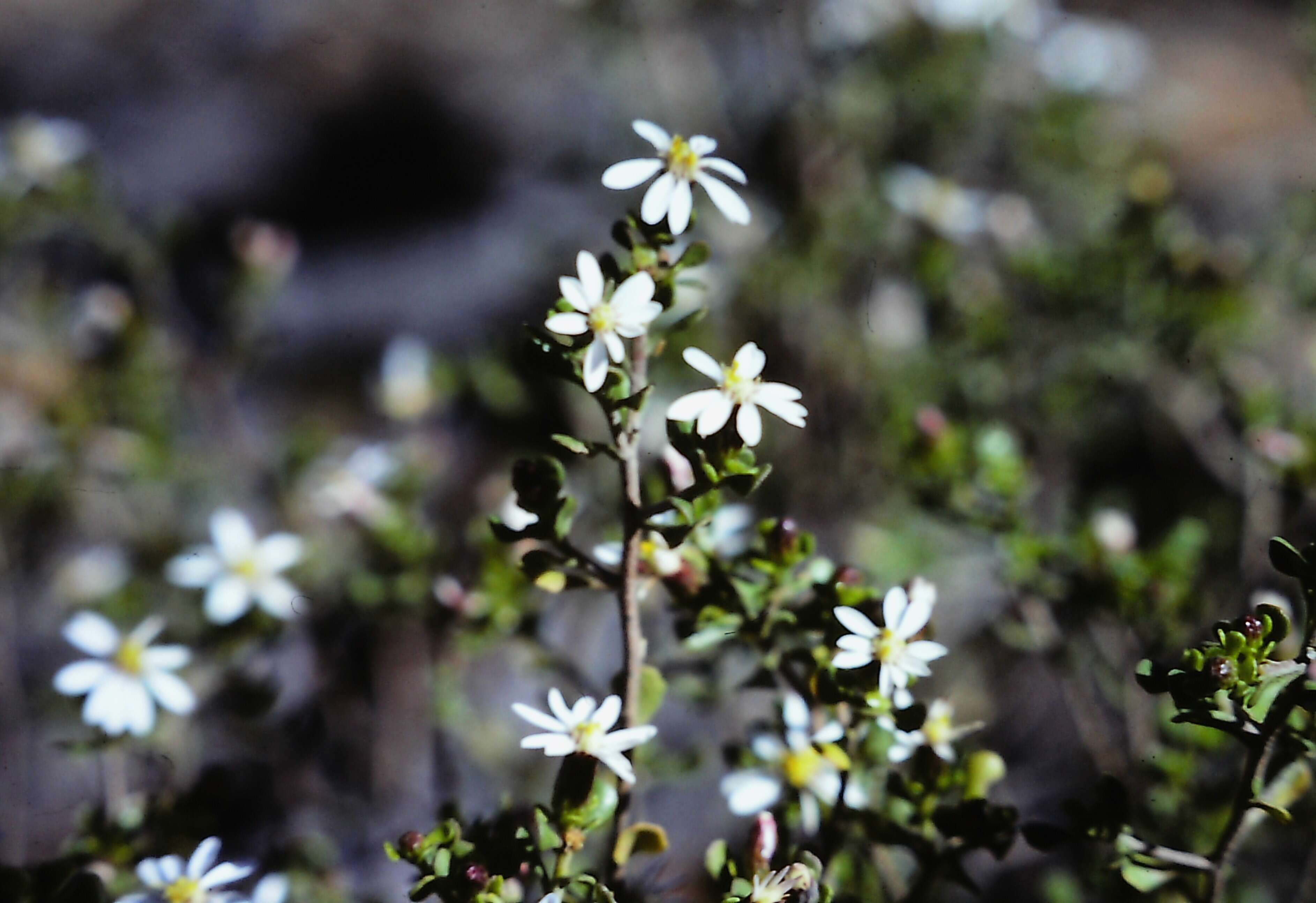 Image de Olearia muelleri (Sonder) Benth.