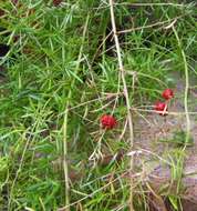 Image of Cwebe asparagus fern