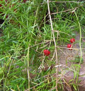 Image of Cwebe asparagus fern