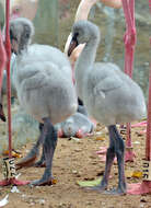 Imagem de Phoenicopterus roseus Pallas 1811