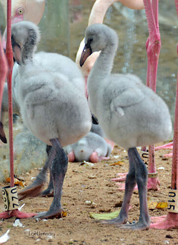 Imagem de Phoenicopterus roseus Pallas 1811