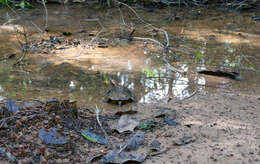 Image of Platemys