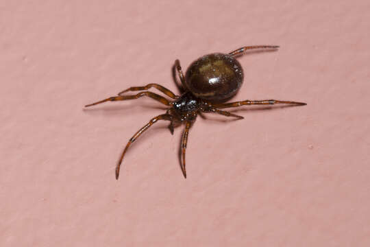 Image of Steatoda