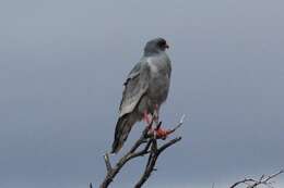 Image of Pale Chanting Goshawk