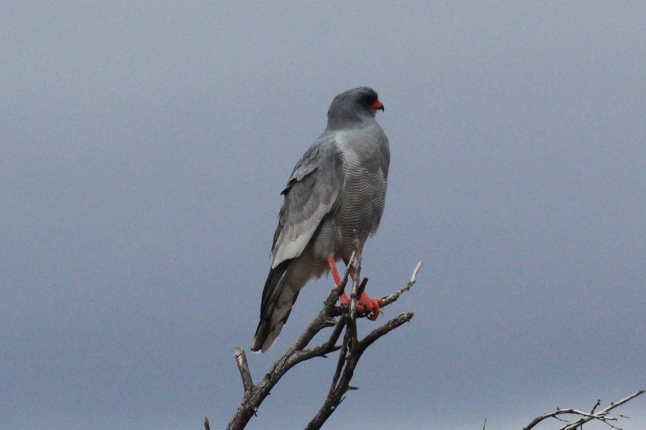 Image of Pale Chanting Goshawk