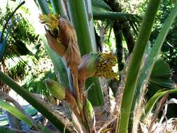 Pritchardia beccariana Rock的圖片