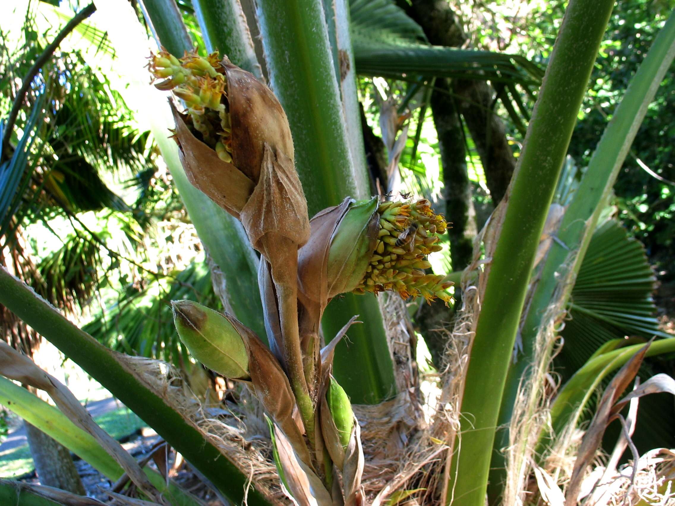 Pritchardia beccariana Rock的圖片