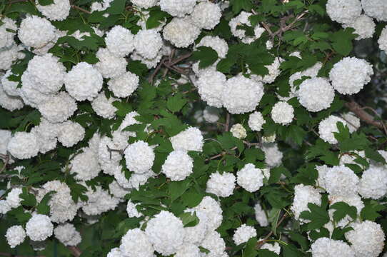 Image of Cranberry-tree