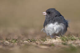 Image of juncos