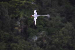 Image of Red-billed Tropicbird