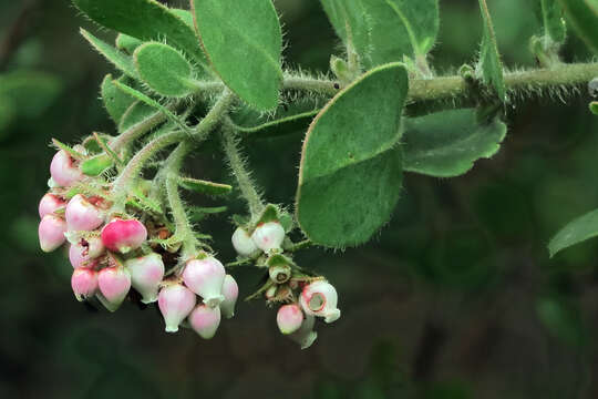 Image of Santa Rosa Island manzanita