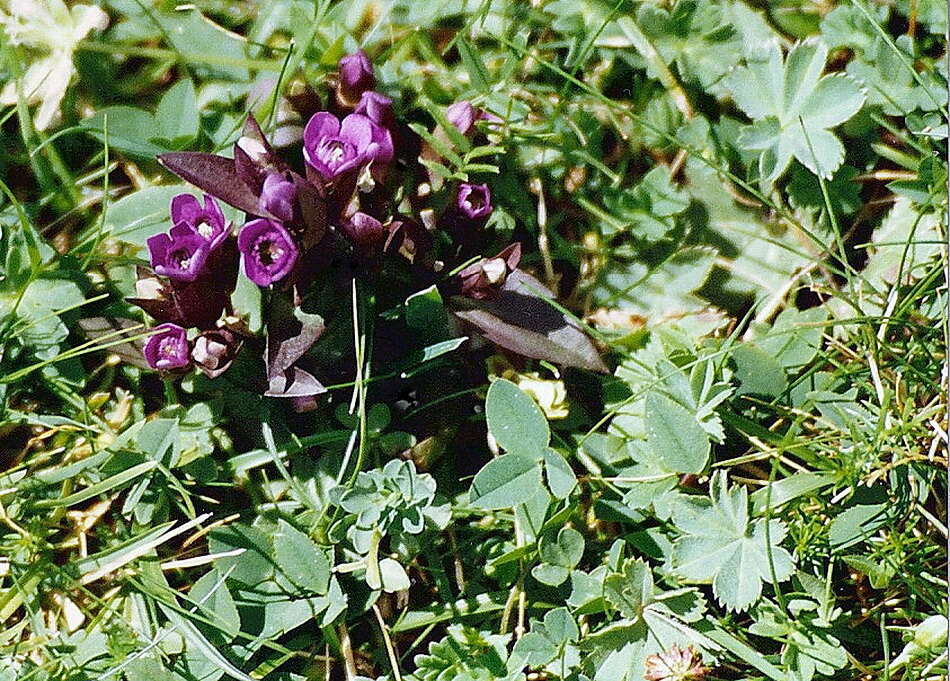 Image of dwarf gentian