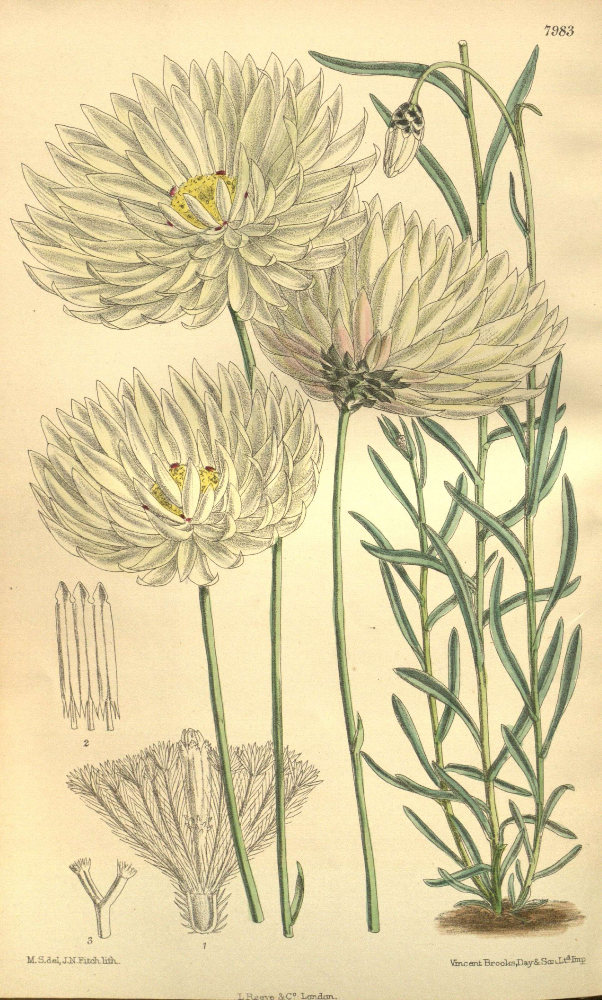 Imagem de Rhodanthe chlorocephala subsp. splendida (Hemsl.) P. G. Wilson