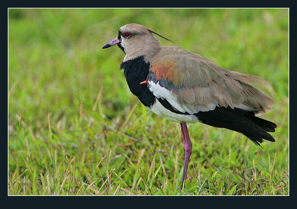 Image of Lapwing