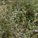 Imagem de Artemisia pontica L.