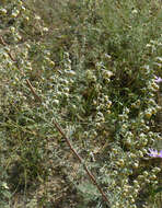 Image of Roman wormwood