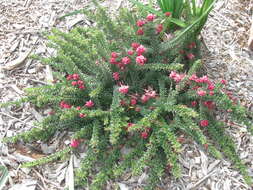 Image of Grevillea lanigera A. Cunn. ex R. Br.