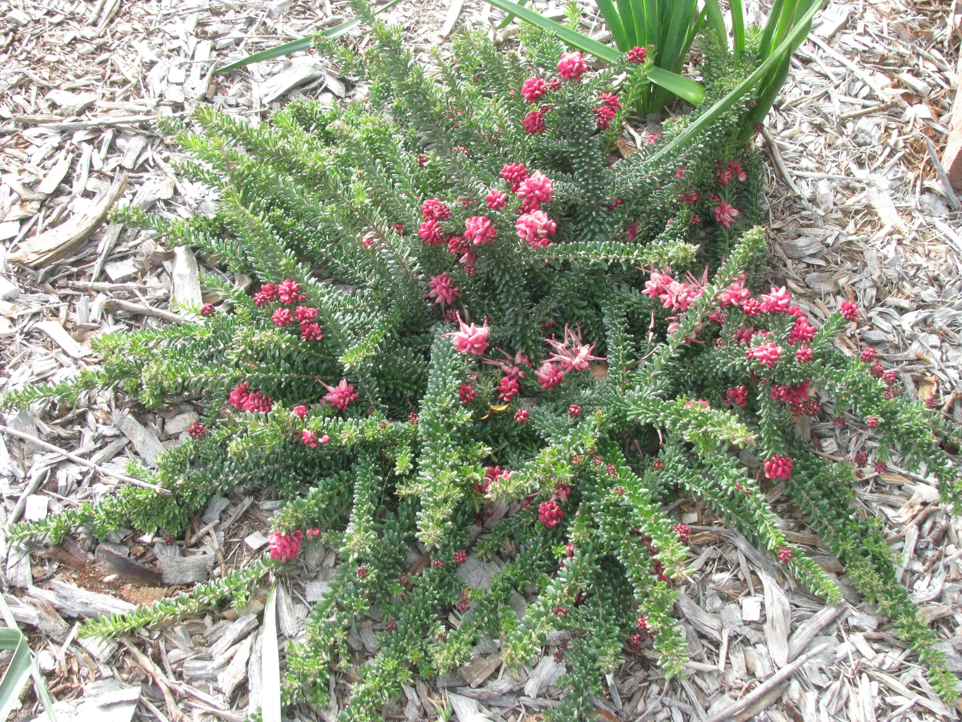 Image of Grevillea lanigera A. Cunn. ex R. Br.