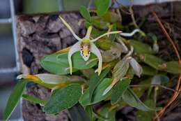 Image of Dendrobium abbreviatum Schltr.