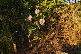 Phacelia linearis (Pursh) Holz.的圖片