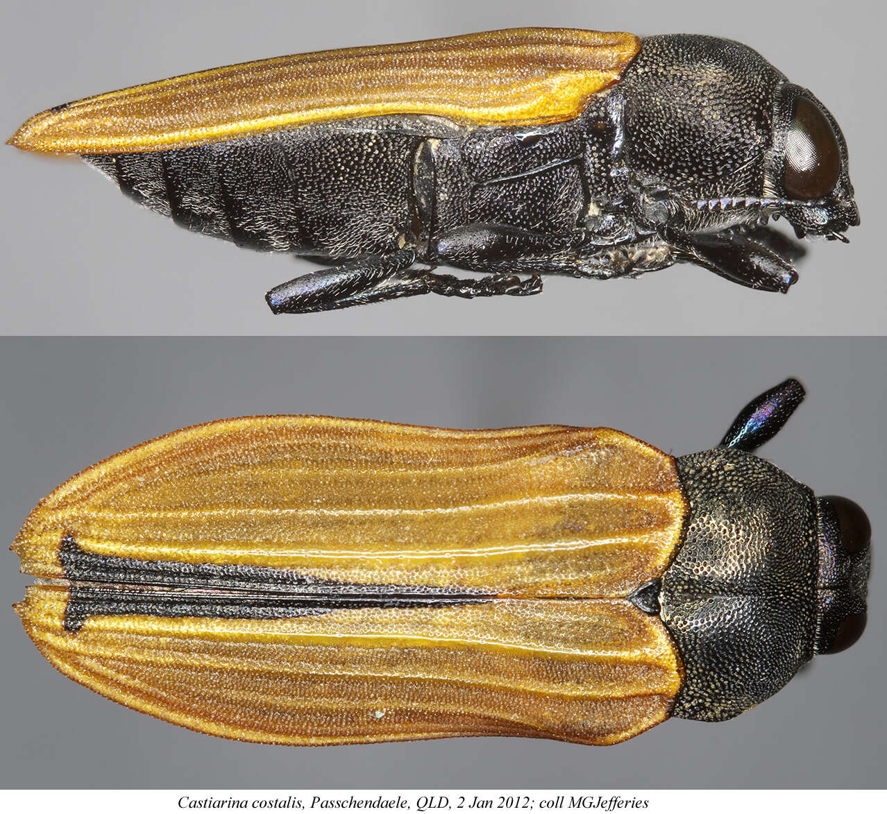 Image of Castiarina