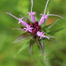 Image of broadleaf ironweed