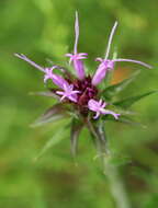 Image de Vernonia glauca (L.) Willd.